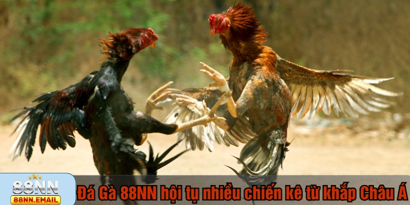 Đá Gà 88NN hội tụ nhiều chiến kê từ khắp Châu Á