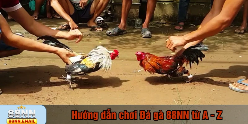 Hướng dẫn chơi Đá gà 88NN từ A - Z