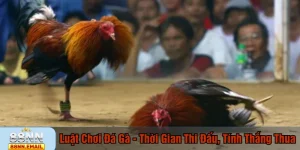 Luật chơi đá gà