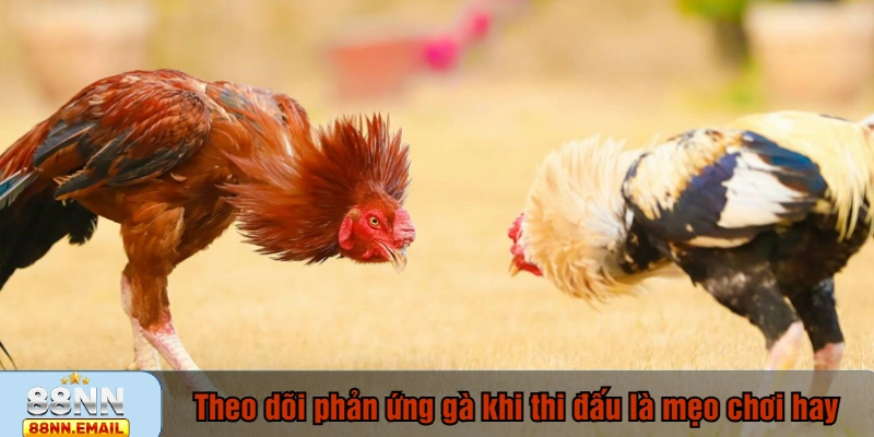 Theo dõi phản ứng gà khi thi đấu là mẹo chơi hay
